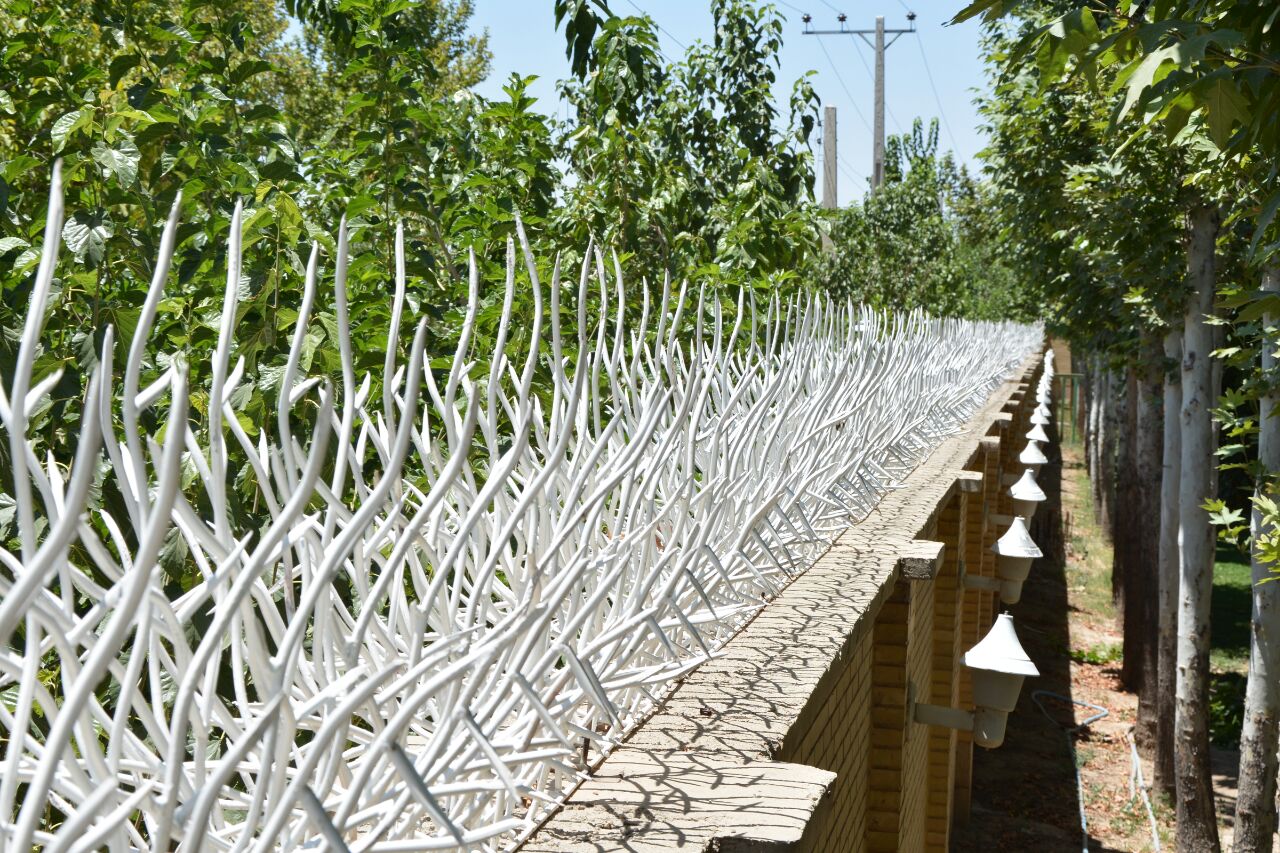 حفاظ شاخ گوزنی کاشان